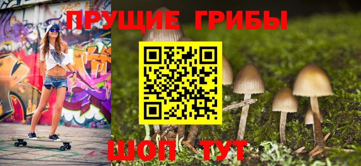 Псилоцибиновые грибы GOLDEN TEACHER  Псилоцибиновые грибы Psilocybine cubensis  как найти закладки  Северобайкальск 